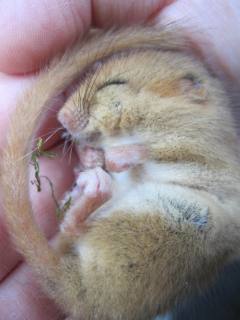 Dormouse